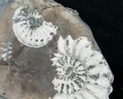 Multiple White Pleuroceras Ammonite - Germany #6232-1